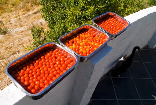 Tomatoes