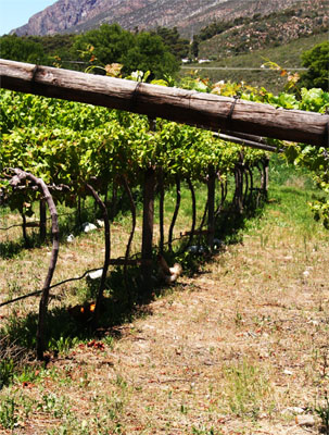 Vineyard